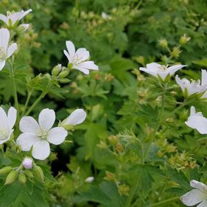 Geranium sylvaticum 'Album' ---